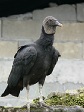 Vulture Bird Standing.JPG